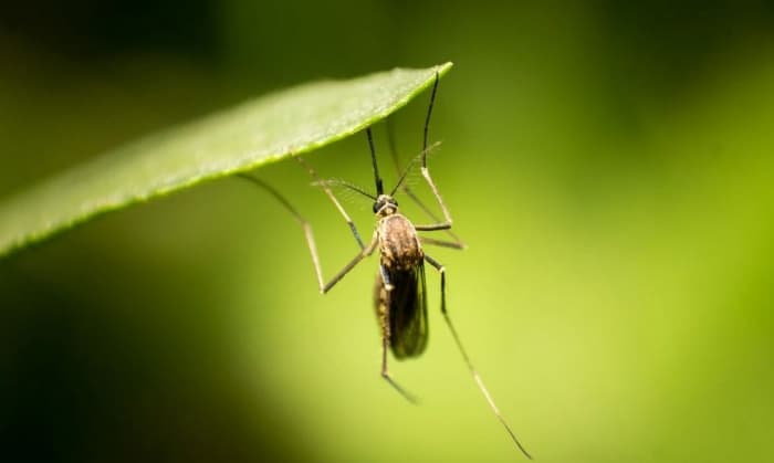 MEMATIKAN: Virus Zika yang dapat ditularkan lewat gigitan nyamuk Aedes Aegypti. (Image via Unsplash/Shardar Tarikul Islam) - Image