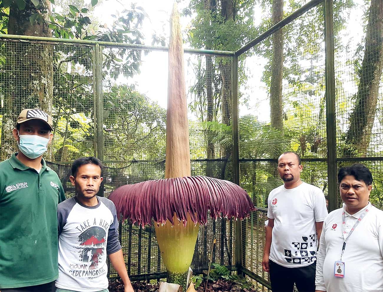 DAYA TARIK: Pegawai BRIN meninjau bunga bangkai (Amorphophallus titanum Becc) yang sedang mekar di Kebun Raya Cibodas kemarin (19/4). - Image