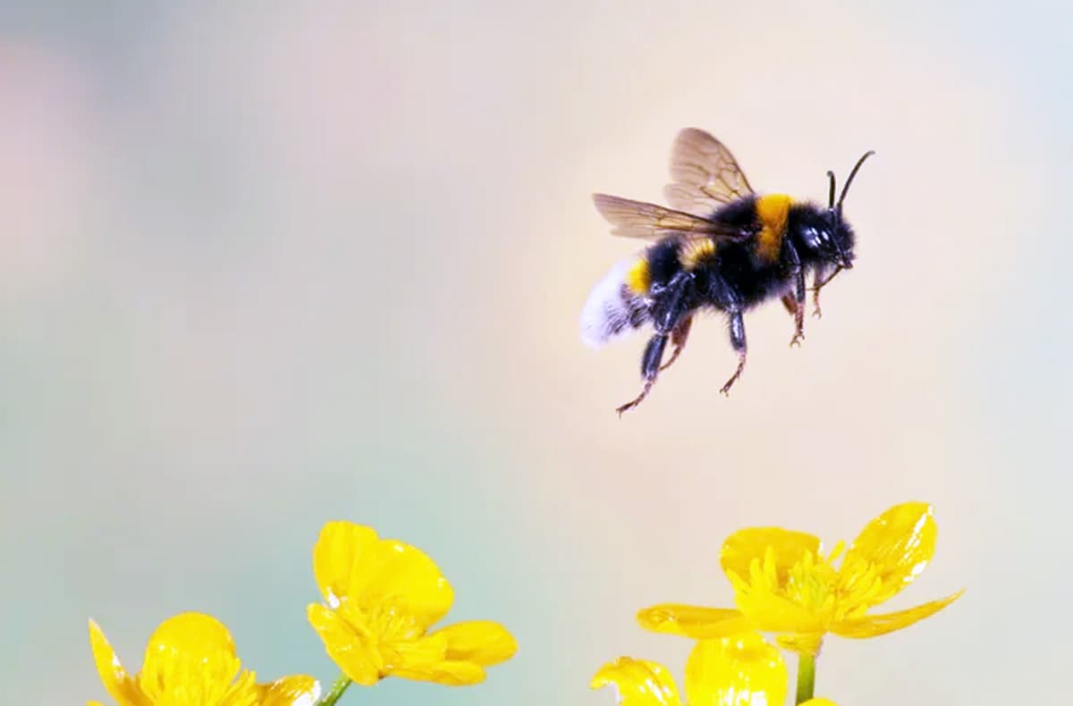 Gara-gara Lebah, Meta Induk Perusahaan Facebook Gagal Bangun Pusat Data AI Bertenaga Nuklir Pertamanya - Image