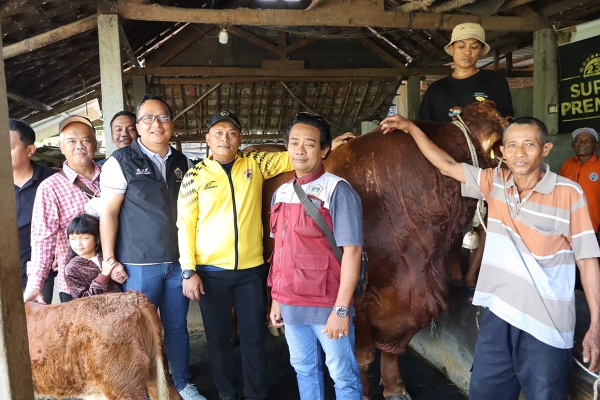Dua ekor sapi asal peternak Gresik juga dipinang Presiden Prabowo Subianto untuk hari raya Idul Adha 1446 Hijriah. - Image