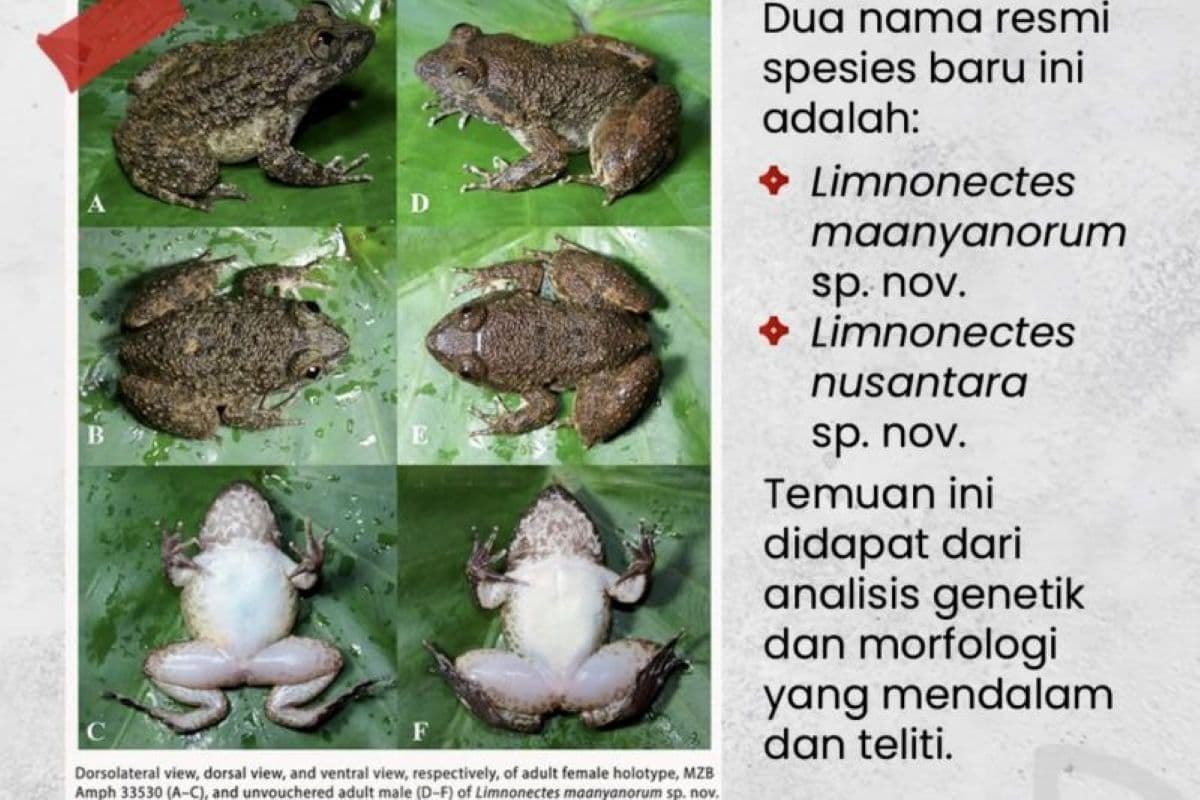BRIN Temukan Dua Spesies Baru Katak Bertaring di Kalselteng - Image