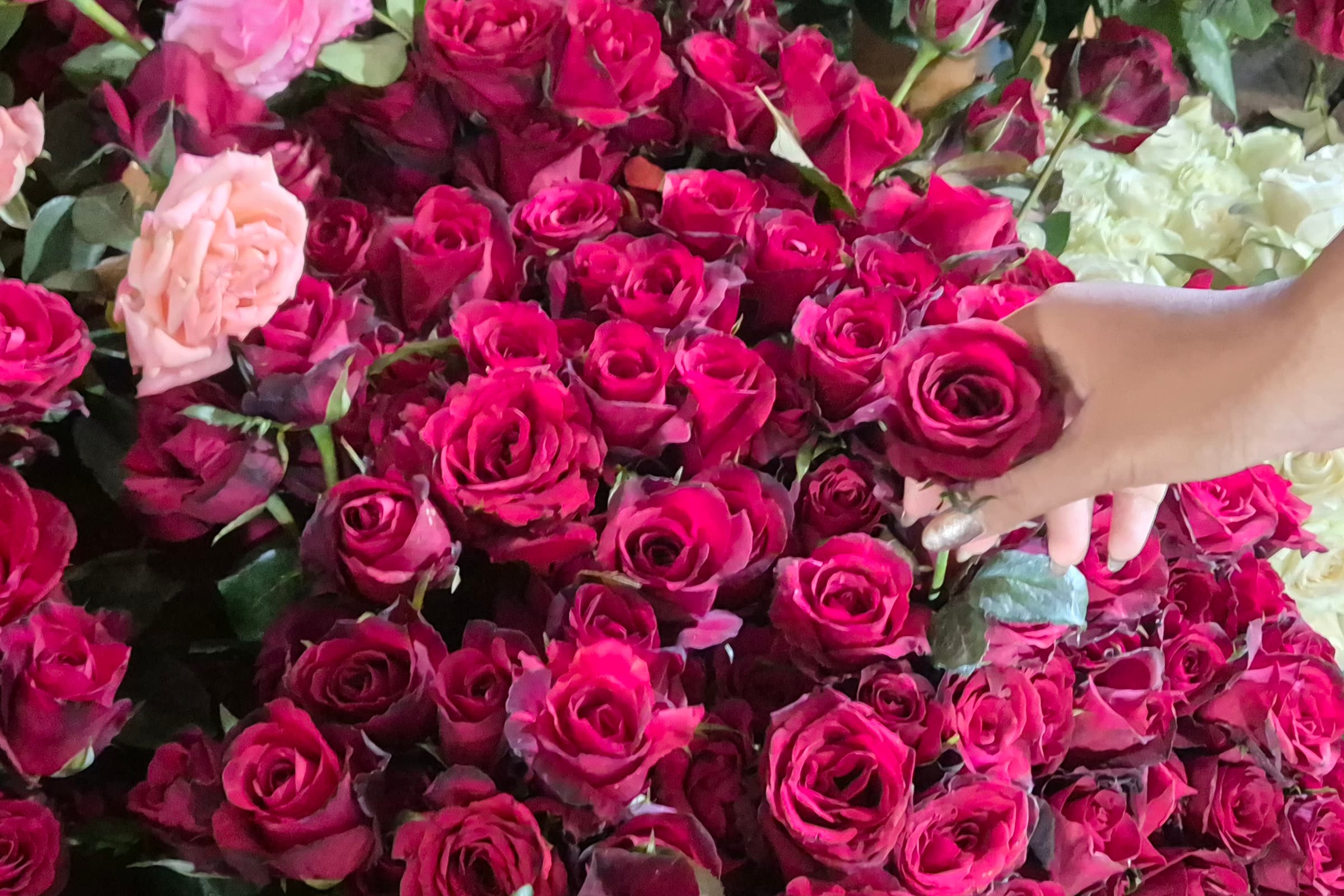 Pedagang Bunga Surabaya Kebanjiran Pesanan Jelang Valentine, Mawar Merah Paling Dicari - Image