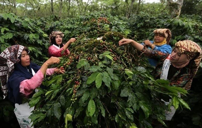 Kementerian BUMN Dorong Peningkatan Kapasitas Petani Kopi Nasional - Image