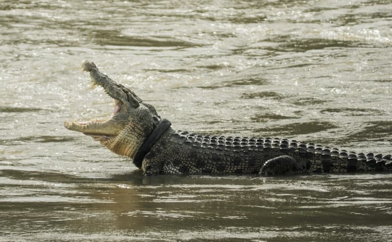 Memahami Umpatan Dasar Buaya atau Buaya Darat, Berbanding Terbalik dengan Tabiat Buaya Aslinya - Image