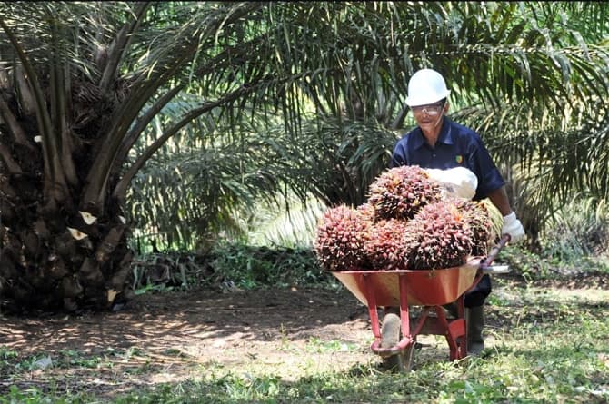Marak Aduan Pencurian, Polda Kalteng Tindak Tegas Pencuri TBS - Image