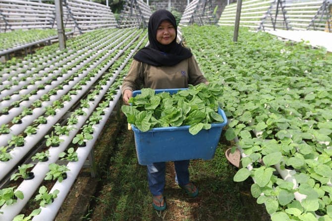 Pekerja saat memanen tanaman hidroponik bayam hijau (Amarin) di Serua Farm Pamulang, Tangerang Selatan, Banten, Rabu (24/6/2020). Dimasa pandemi Covid-19, permintaan sayur tanaman hidroponik mengalami kenaikan hingga 200 persen yang dijual secara daring k - Image